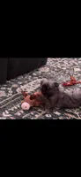 Oscar, a male French Bulldog and Shih Tzu for sale in Roulette, PA – 2 of 2
