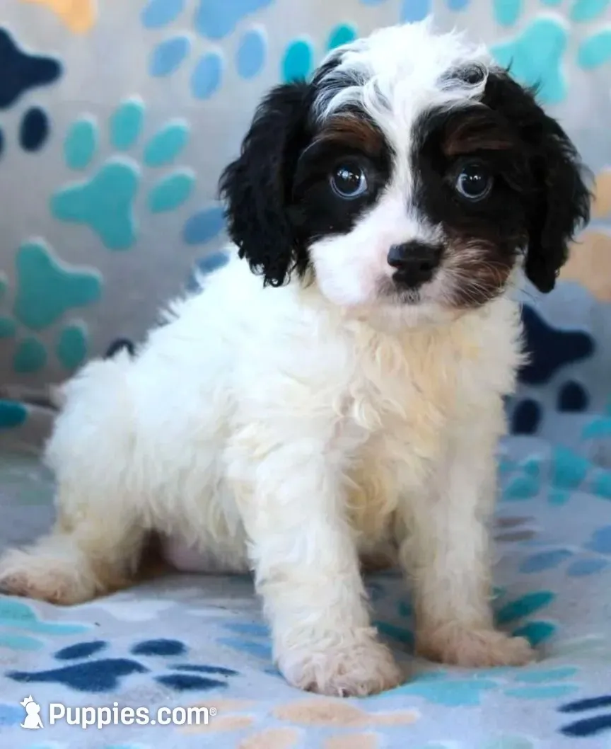 Charity , a female Cavapoo for sale in Max Meadows, VA – 1 of 1