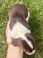 Miss purple, a female Beagle for sale in Breckenridge, MI – 5 of 7