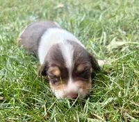 Miss purple, a female Beagle for sale in Breckenridge, MI – 4 of 7