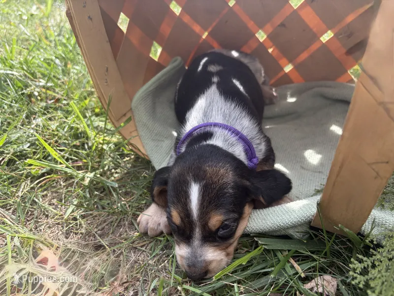 Miss purple/violet – Beagle puppy for sale in Breckenridge, MI