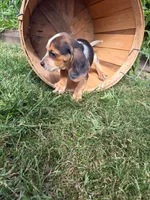 Riot, a male Beagle for sale in Breckenridge, MI – 9 of 10