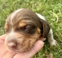 Mr Green, a male Beagle for sale in Breckenridge, MI – 2 of 7