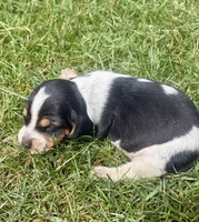 Miss Purple, a female Beagle for sale in Breckenridge, MI – 5 of 6