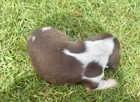 Mr Blue, a male Beagle for sale in Breckenridge, MI – 7 of 7