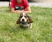 Miss purple, a female Beagle for sale in Breckenridge, MI – 3 of 6