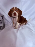 Mr Blue, a male Beagle for sale in Breckenridge, MI – Photo 3 of 5