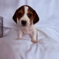 Mr Blue, a male Beagle for sale in Breckenridge, MI – Photo 4 of 5