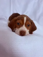 Mr Blue, a male Beagle for sale in Breckenridge, MI – Photo 1 of 5