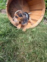 Riot, a male Beagle for sale in Breckenridge, MI – 5 of 10
