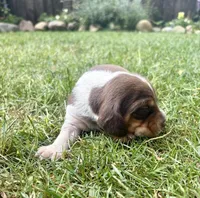 Mr Green, a male Beagle for sale in Breckenridge, MI – 4 of 7