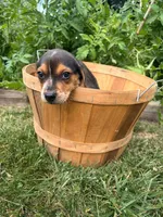 Miss purple, a female Beagle for sale in Breckenridge, MI – 6 of 6