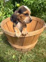 Riot, a male Beagle for sale in Breckenridge, MI – 6 of 10