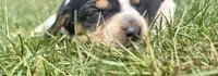 Miss Purple, a female Beagle for sale in Breckenridge, MI – 3 of 6