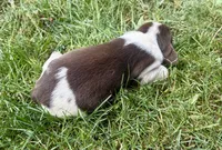 Miss purple, a female Beagle for sale in Breckenridge, MI – 7 of 7