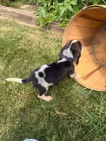Miss purple, a female Beagle for sale in Breckenridge, MI – 5 of 6