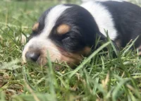 Miss Purple, a female Beagle for sale in Breckenridge, MI – 4 of 6