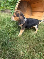 Riot, a male Beagle for sale in Breckenridge, MI – 2 of 10