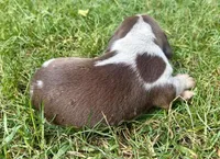 Mr Green, a male Beagle for sale in Breckenridge, MI – 3 of 7