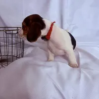 Miss Red, a female Beagle for sale in Breckenridge, MI – Photo 4 of 4