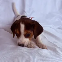 Miss Red, a female Beagle for sale in Breckenridge, MI – Photo 2 of 4