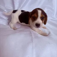 Miss Red, a female Beagle for sale in Breckenridge, MI – Photo 3 of 4