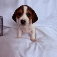 Miss Red, a female Beagle for sale in Breckenridge, MI – Photo 1 of 4