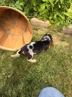 Miss purple, a female Beagle for sale in Breckenridge, MI – 4 of 6