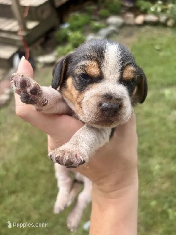 Mr Red – Beagle puppy for sale in Breckenridge, MI