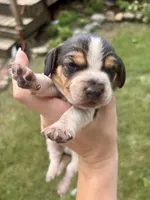 Mr Red, a male Beagle for sale in Breckenridge, MI – 1 of 4