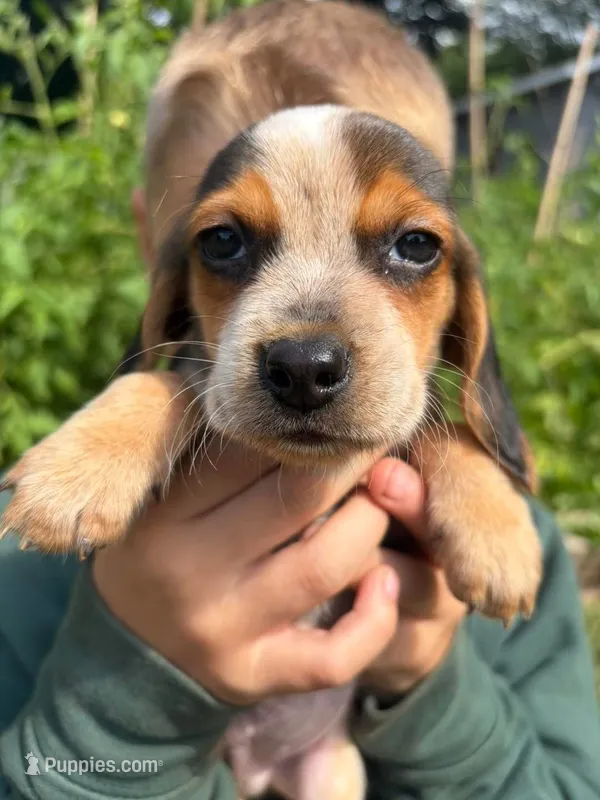 Riot – Beagle puppy for sale in Breckenridge, MI