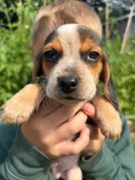 Riot, a male Beagle for sale in Breckenridge, MI – 1 of 10