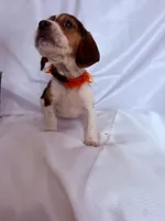 Mr Orange, a male Beagle for sale in Breckenridge, MI – Photo 3 of 7