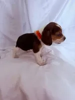 Mr Orange, a male Beagle for sale in Breckenridge, MI – Photo 6 of 7