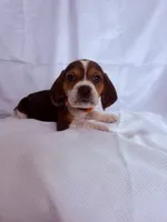 Mr Orange, a male Beagle for sale in Breckenridge, MI – Photo 1 of 7