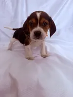 Mr Orange, a male Beagle for sale in Breckenridge, MI – Photo 4 of 7