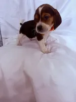 Mr Orange, a male Beagle for sale in Breckenridge, MI – Photo 7 of 7