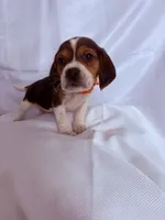 Mr Orange, a male Beagle for sale in Breckenridge, MI – Photo 5 of 7