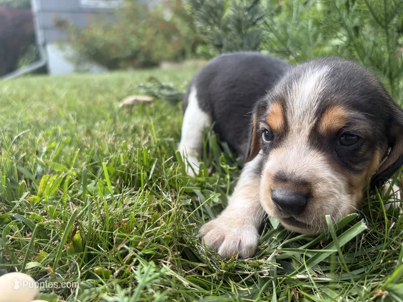 Mr Red – Beagle puppy for sale in Breckenridge, MI