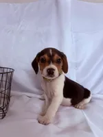 Mr Green, a male Beagle for sale in Breckenridge, MI – Photo 4 of 4