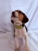 Mr Green, a male Beagle for sale in Breckenridge, MI – Photo 2 of 4