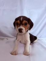 Mr Green, a male Beagle for sale in Breckenridge, MI – Photo 1 of 4