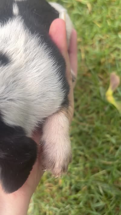 Miss Purple, a female Beagle for sale in Breckenridge, MI – 6 of 6