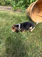 Riot, a male Beagle for sale in Breckenridge, MI – 10 of 10