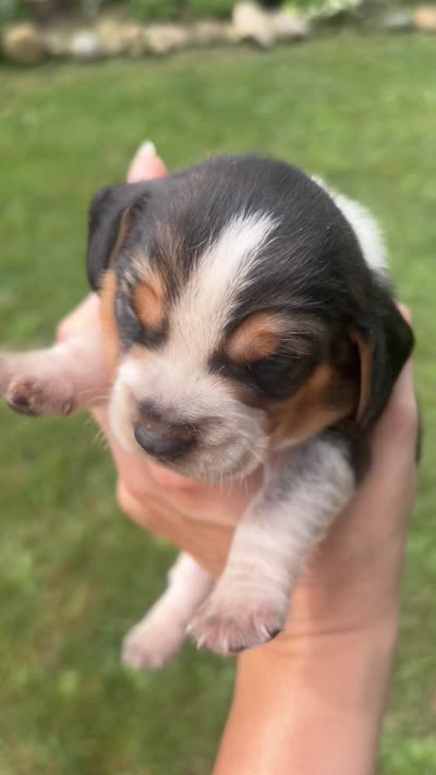 Mr Red, a male Beagle for sale in Breckenridge, MI – 4 of 4