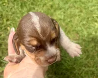 Mr Blue, a male Beagle for sale in Breckenridge, MI – 4 of 7