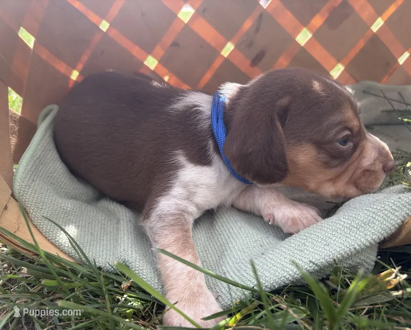 Mr Blue – Beagle puppy for sale in Breckenridge, MI