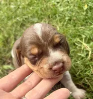 Mr Green, a male Beagle for sale in Breckenridge, MI – 1 of 7