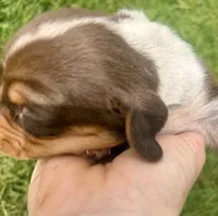 Mr Blue, a male Beagle for sale in Breckenridge, MI – 3 of 7