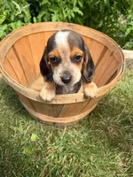 Riot, a male Beagle for sale in Breckenridge, MI – 4 of 10